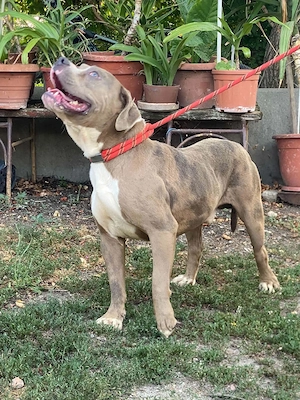 American bully Xl - imagine 3