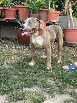 American bully Xl