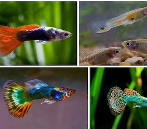 Pesti acvariu guppy 