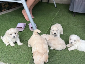 Cățeluși Bichon Maltez de vânzare