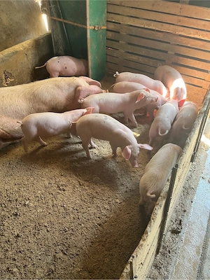 purcei 20kg 