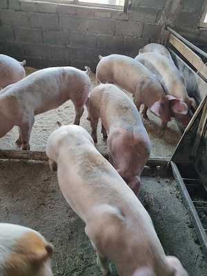 Porci  70 80 de kg  - imagine 2