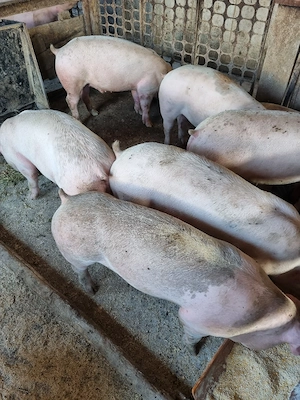 Porci  70 80 de kg  - imagine 4