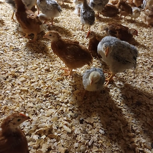 vând pui rasă mixta de 5 săptămâni,  - imagine 3