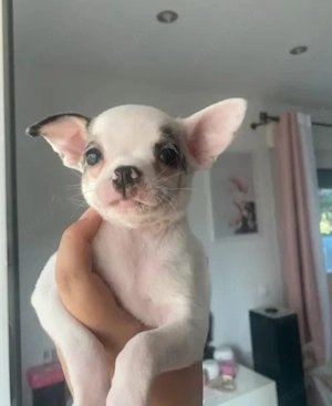 Pui Chihuahua cu carnet de sănătate și microcip.