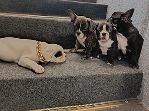 Bulldog francez 1 femela si 3 masculi  - imagine 4