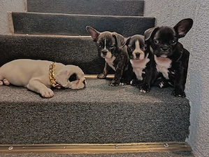 Bulldog francez 1 femela si 3 masculi  - imagine 2