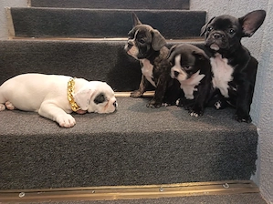 Bulldog francez 1 femela si 3 masculi 