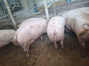 Porci de vanzare  - imagine 3