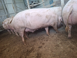 Porci de vanzare  - imagine 4