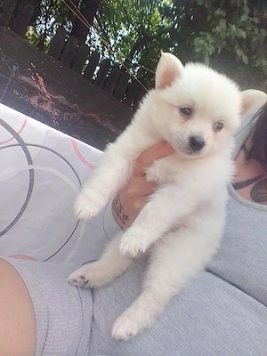 Vând cățelușe Pomeranian Pedigree  - imagine 2