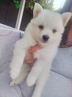 Vând cățelușe Pomeranian Pedigree 