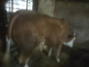 Disponibil tăuraș 446 kg - imagine 3