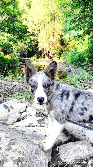 Cățelușă border collie 