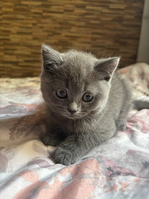 2 femele si 3 masculi British shorthair Prahova - imagine 2