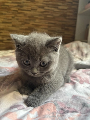 2 femele si 3 masculi British shorthair Prahova - imagine 3