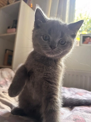 2 femele si 3 masculi British shorthair Prahova - imagine 4