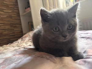 2 femele si 3 masculi British shorthair Prahova