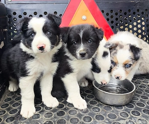 căței border  collie  - imagine 2