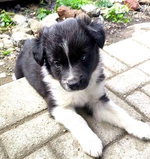 căței border  collie  - imagine 3