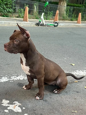 american bully pocket - imagine 2