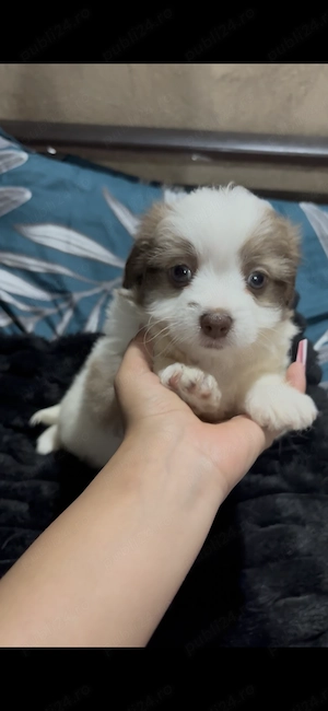 Pui de Bichon Maltez - imagine 3