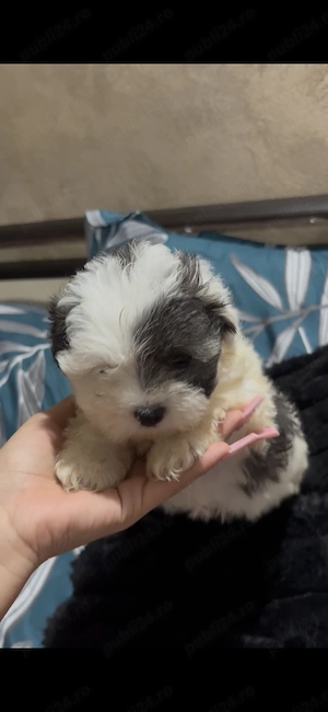 Pui de Bichon Maltez - imagine 2