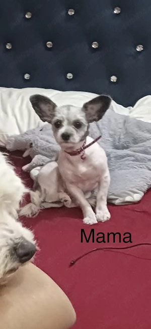 Pui de Bichon Maltez - imagine 5