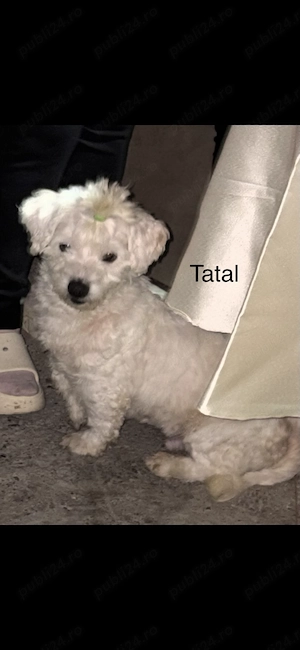 Pui de Bichon Maltez - imagine 4