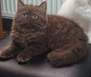 British Longhair 