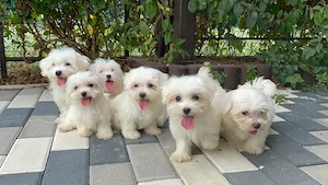 Bichon Maltez Fete Și Băieți  - imagine 2