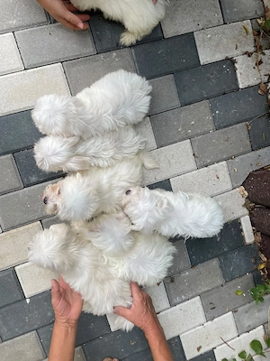 Bichon Maltez Fete Și Băieți  - imagine 4