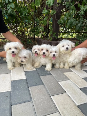 Bichon Maltez Fete Și Băieți  - imagine 5
