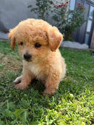 Maltipoo in varsta de 8 saptamani 
