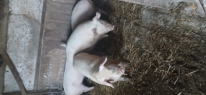 vând  porci  120 130 kg rasa buna