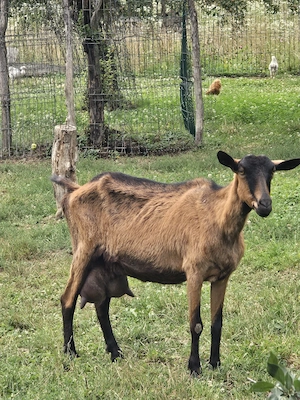 Capră Alpină franceză originală 