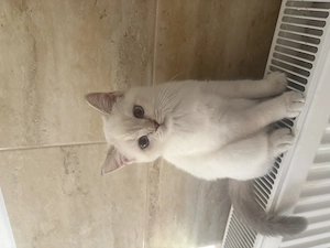 Fetițe British Shorthair Golden Point  - imagine 2