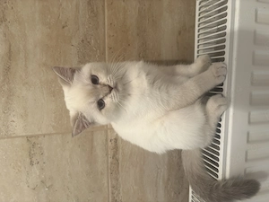 Fetițe British Shorthair Golden Point  - imagine 3