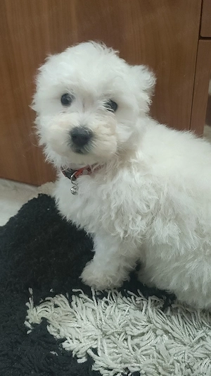 Vand pui de bichon maltez, 8 saptamani.Pt mai multe detalii,sunati la nr afisat - imagine 3