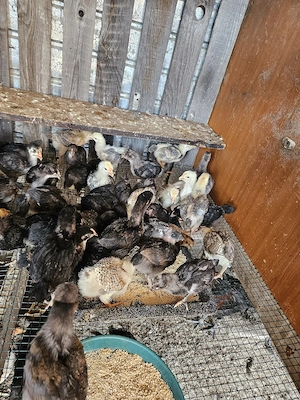 vand pui de casa mici si mari