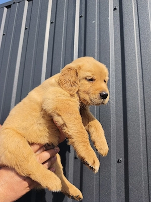 golden retriever 