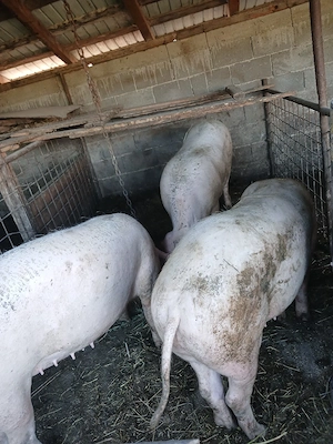 vand porci între 140 170 kg  - imagine 2