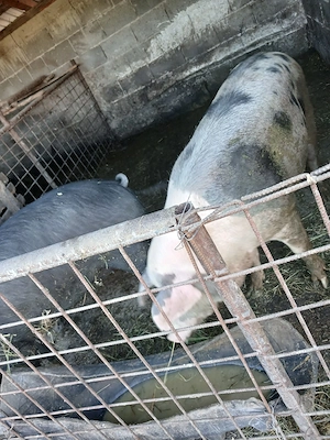 vand porci între 140 170 kg 
