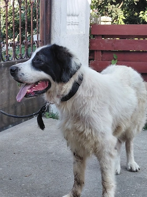 Vand femela ciobanesc bucovina cu pedigree - imagine 4