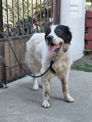 Vand femela ciobanesc bucovina cu pedigree - imagine 2