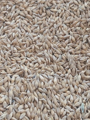 vand orzoaică 