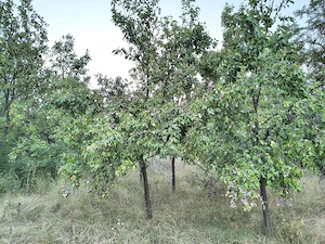 Teren Intravilan - Șpring, jud. Alba - imagine 3