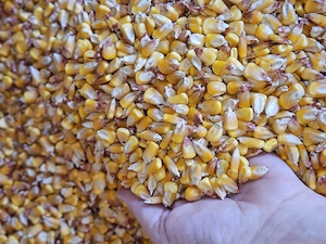 Vand porumb - an productie 2025 - pret 1,4 ron kg