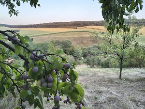 Teren Intravilan - Șpring, jud. Alba - imagine 6