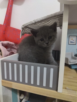 Pisicuta British Shorthair in varsta de 2 luni - imagine 2